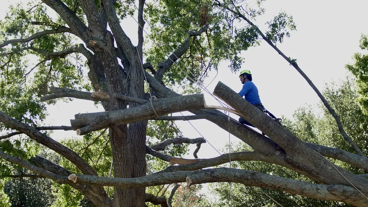 Professional Crown Thinning performed by certified arborists in Kenneth